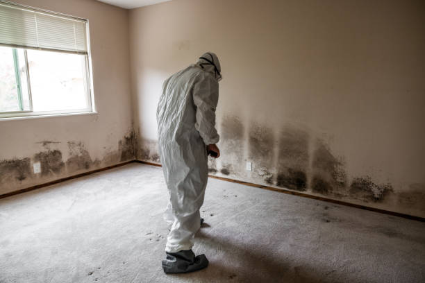 Why You Should Choose Our Mold Remediation Services in Mcdonald, PA